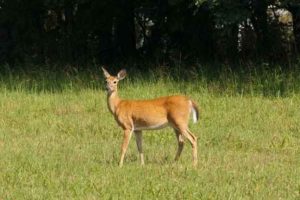 Hunting land for sale in Mississippi